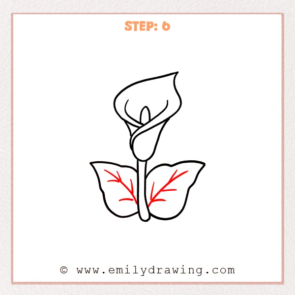 how to draw a calla lily - Calla lily drawing with two base leaves now detailed with a main vein and several short side veins on each leaf.